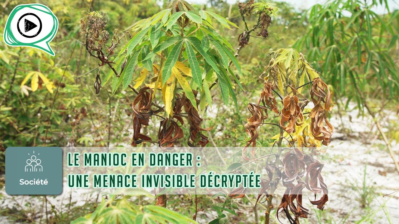 🍽️🌾☠️ Le manioc en danger : une menace invisible décryptée