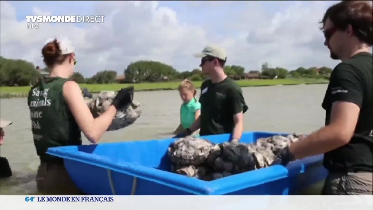 Etats-Unis : des coquilles d'huîtres pour reconstruire les récifs